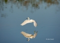 Snowy-Egret;Egret;Egretta-thula;One;one-animal;avifauna;bird;birds;feather;feath